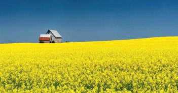 Не продається! Що втрачає Україна без ринку землі