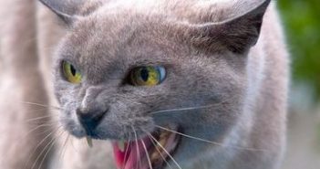 Убийца животных: В одном из районов Киева появился маньяк-живодер