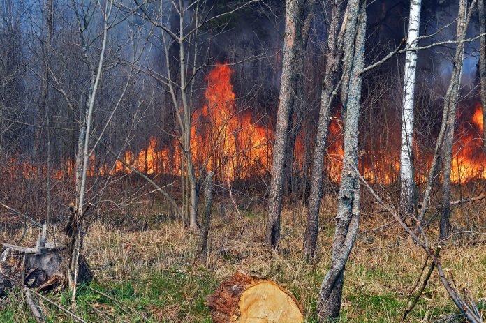 Forest fires in Chernobyl Exclusion Zone