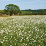 Від крокусів до нарцисів: куди їхати милуватись першими весняними квітами