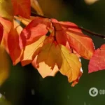 На Україну насувається похолодання до +5 і дощі: синоптикиня назвала дати й регіони та розповіла, яким буде початок осені