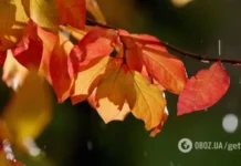 На Україну насувається похолодання до +5 і дощі: синоптикиня назвала дати й регіони та розповіла, яким буде початок осені